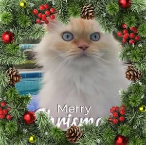 Meet your Posher, Bill